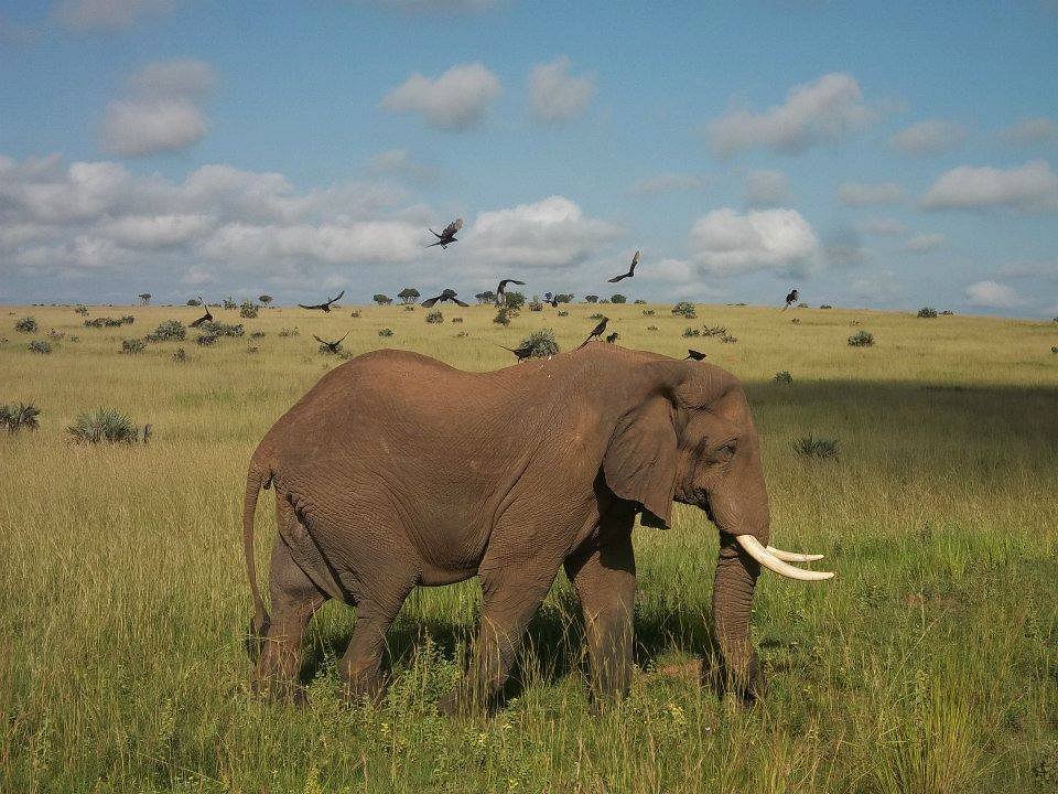 Elephant walking through the savanna with birds in Queen Elizabeth National Park Uganda